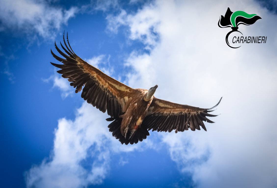 RISERVA NATURALE MONTE VELINO: CARABINIERI FORESTALI RACCONTANO IL RITORNO DEL GRIFONE