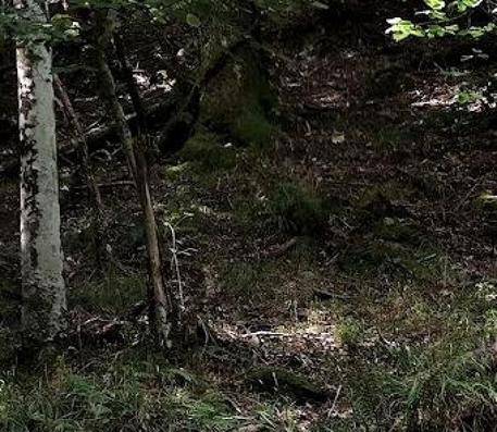 LUCO DEI MARSI, CANE LEGATO A UN ALBERO E UCCISO; SINDACO “CHI SA CI INFORMI”. INTERVIENE LEIDAA