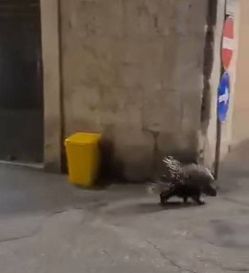 L’AQUILA: UN ISTRICE A PASSEGGIO NEL CENTRO STORICO. BIONDI, “VICENDA…SPINOSA”