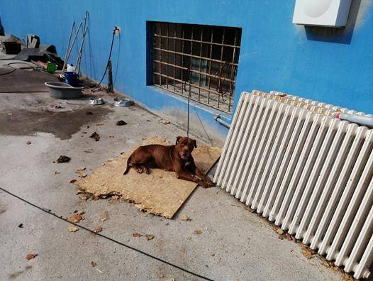 PESCARA,  IL NUCLEO CARABINIERI CITES SEQUESTRA QUATTRO PITBULL MALTRATTATI