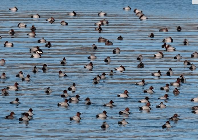 BIRDWATCHING D’AUTUNNO NELLA RISERVA DEL LAGO DI CAMPOTOSTO