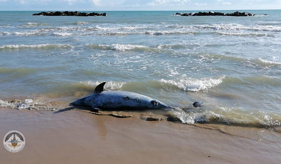 ROSETO: DUE DELFINI SPIAGGIATI ALLA RISERVA DEL BORSACCHIO, “FATALI INTERAZIONI ATTIVITA’ PESCA”