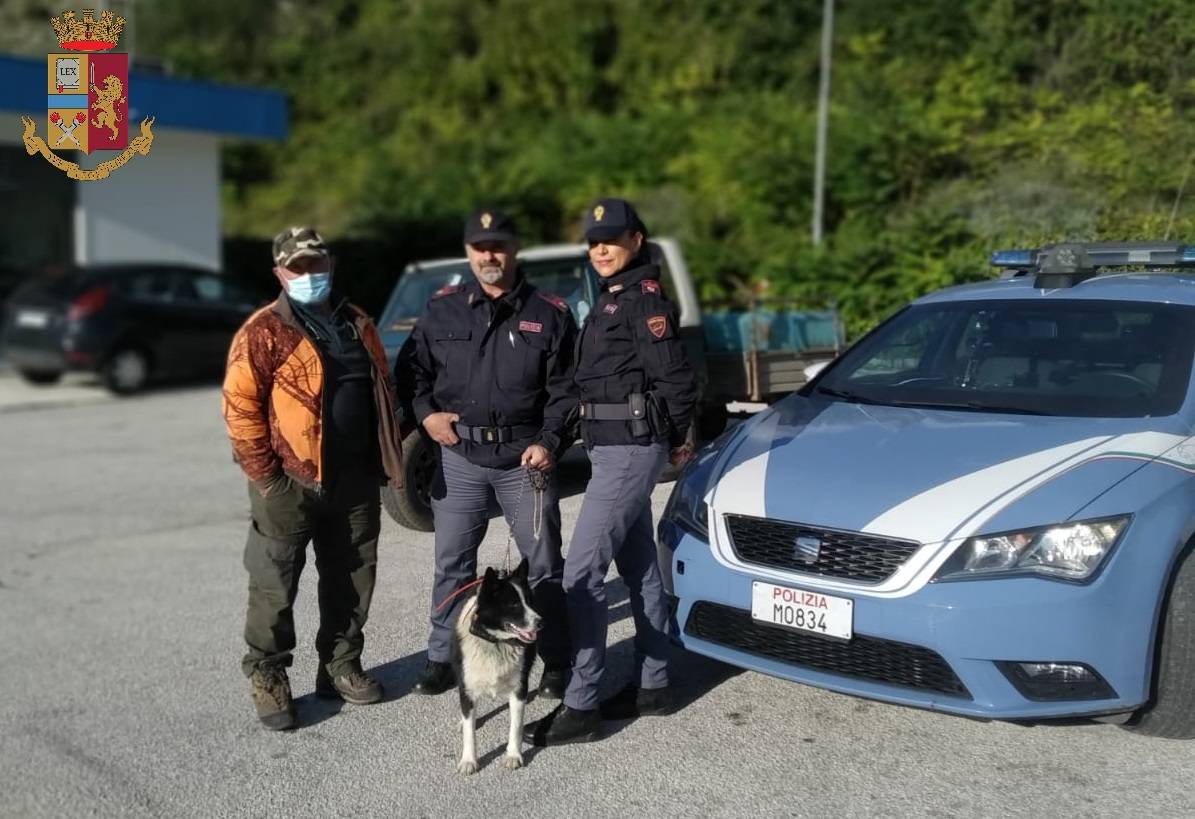 SULMONA: POLIZIA RITROVA RARO CANE DA ORSO DELLA CARELIA FUGGITO DA ROCCA PIA