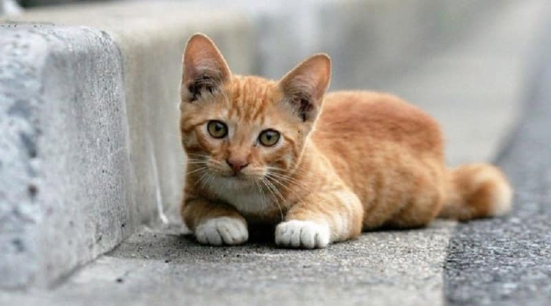ABBANDONO ANIMALI ED EPISODI “INQUIETANTI” COLONIE FELINE A ROSCIANO: SCATTANO DENUNCE ASSOCIAZIONI