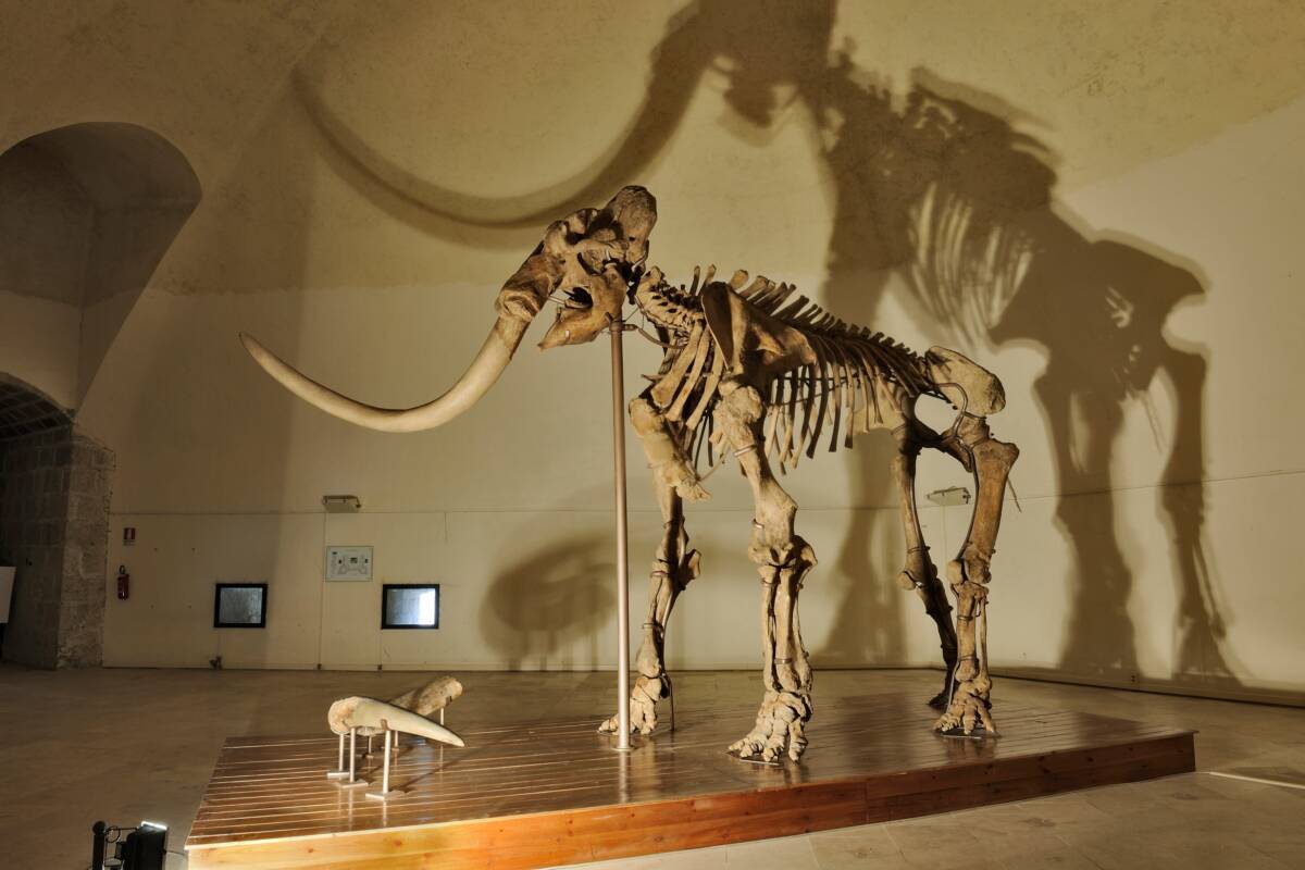 MAMMUT: LE INIZIATIVE A SCOPPITO A 70 ANNI DAL RITROVAMENTO