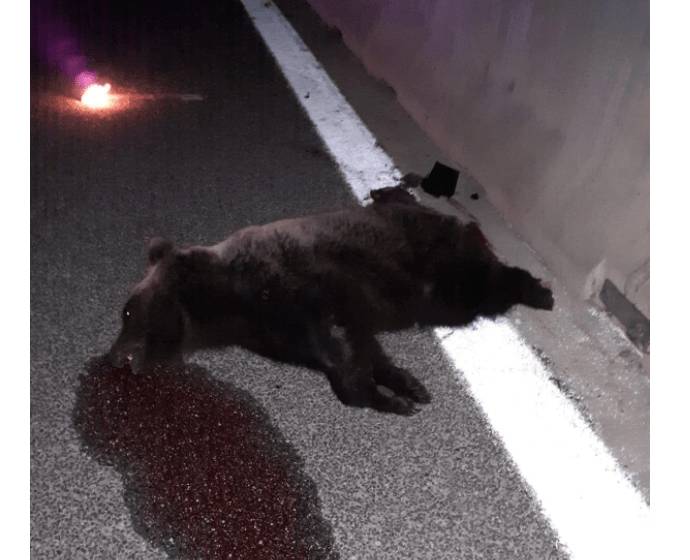 ORSO UCCISO SULLA A25: ESPOSTO AIDAA CONTRO STRADA DEI PARCHI