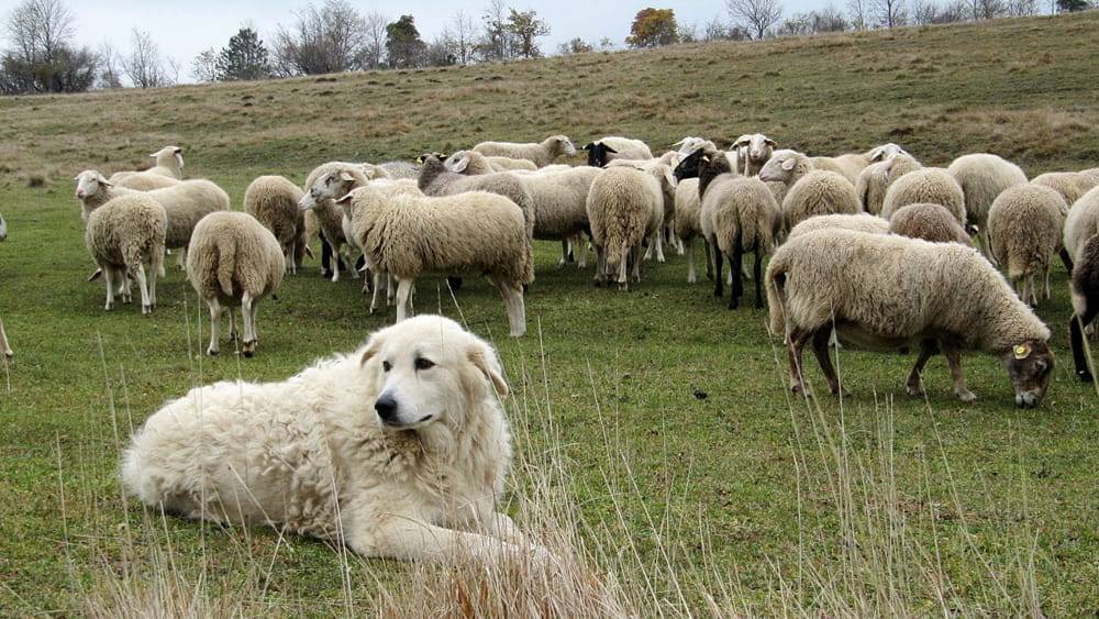 “CANE DA PASTORE ABRUZZESE”, GIUNTA E PROVINCIA L’AQUILA APPROVANO MODIFICA DENOMINAZIONE