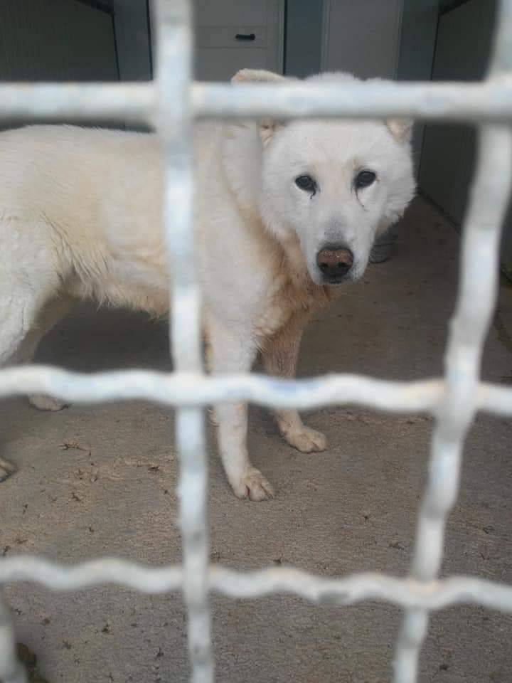 DOPO 10 ANNI AL CANILE, ROCKY CERCA CASA