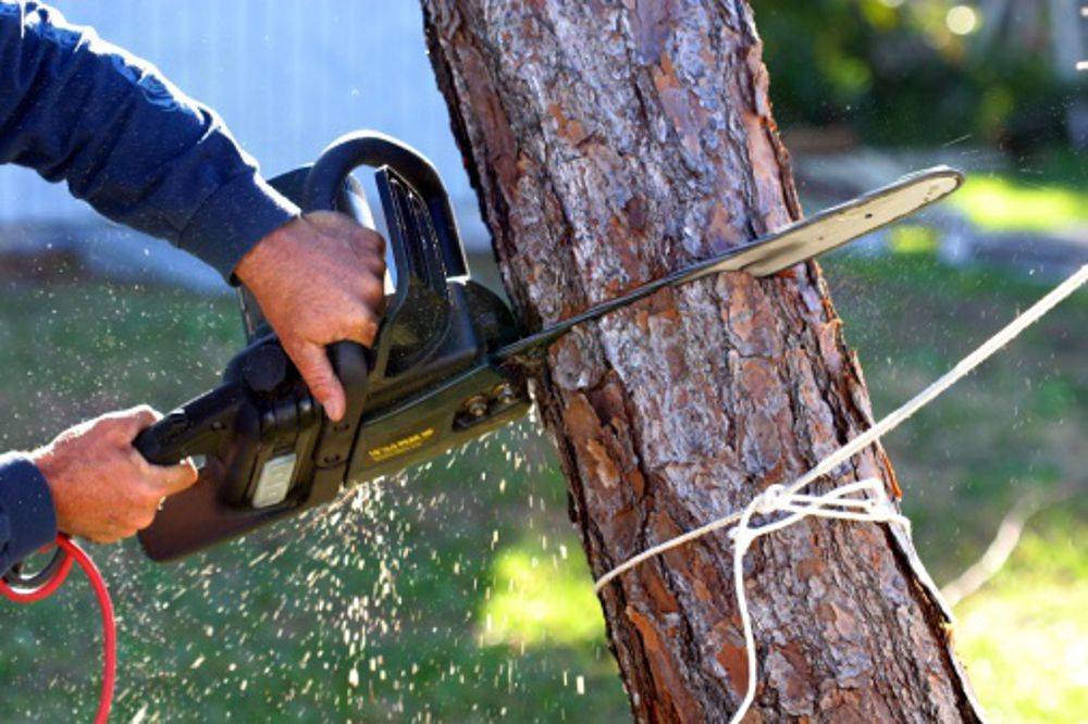 TAGLIO INDISCRIMINATO DEGLI ALBERI A TERAMO: WWF CHIEDE UN VERTICE CON COMUNE ED ESPERTI