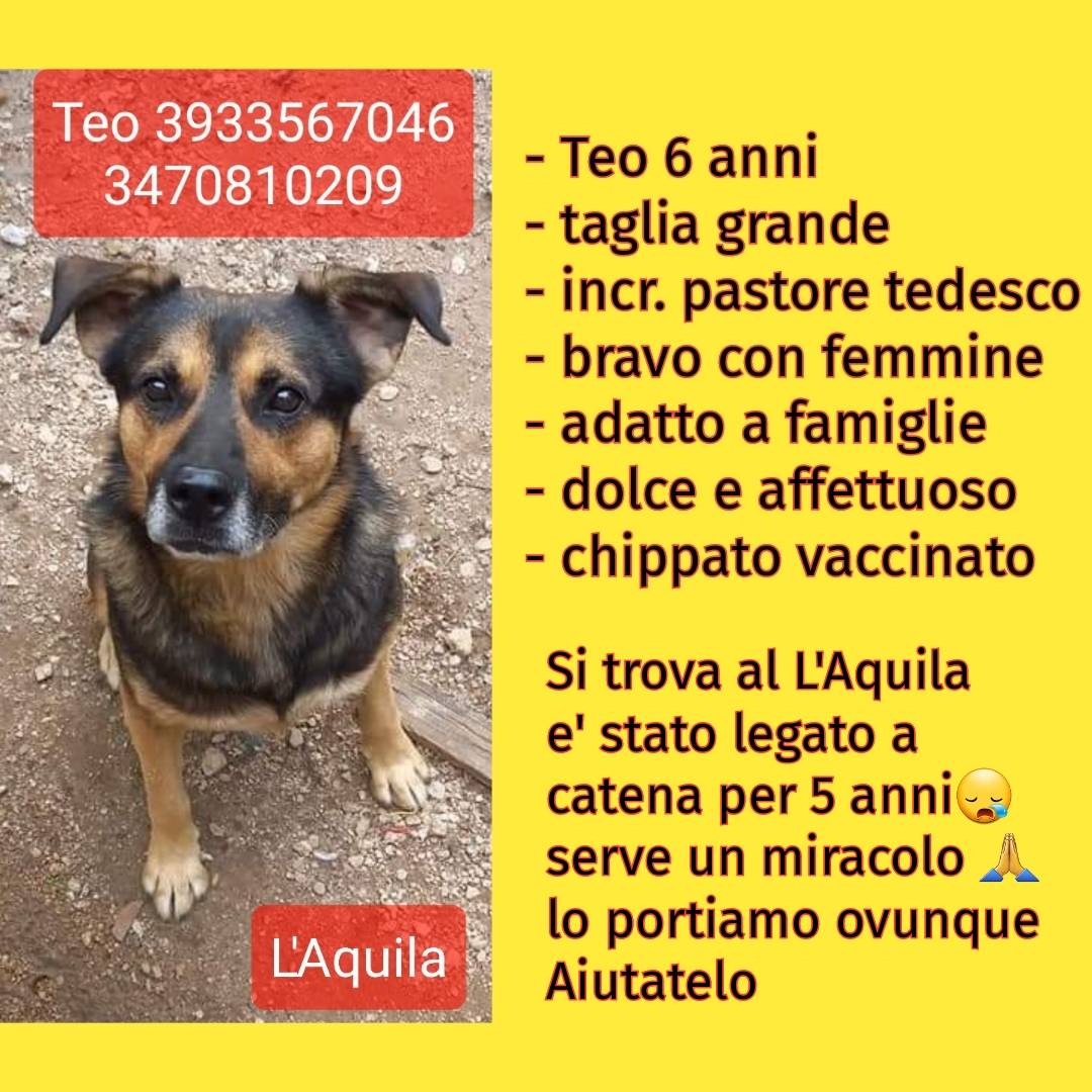 L’AQUILA, LEGATO A UNA CATENA PER 5 ANNI: TEO CERCA CASA
