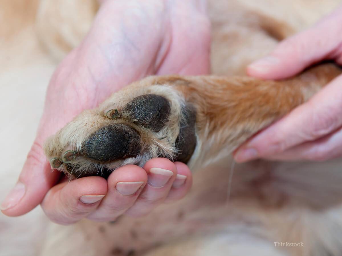 CHIETI, CAGNOLINO SBRANATO DA DUE MOLOSSI IN LIBERTA’: “RESPONSABILI SARANNO INDIVIDUATI E PUNITI”