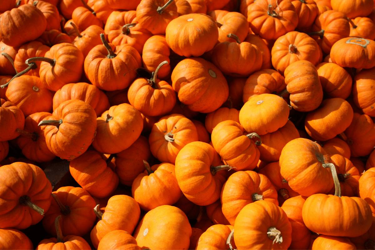 “ZUCCA DAY”, COLDIRETTI: IL CLIMA PAZZO CANCELLA IL 10 PER CENTO DELLA RACCOLTA