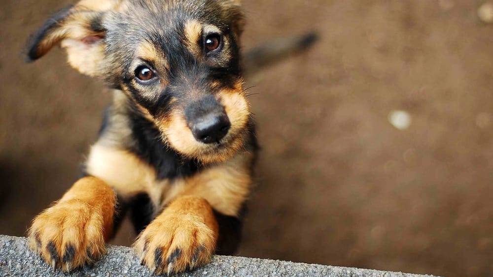 AVEZZANO, LOTTA AL RANDAGISMO: SECONDA GIORNATA MICROCHIP CANI A SAN PELINO