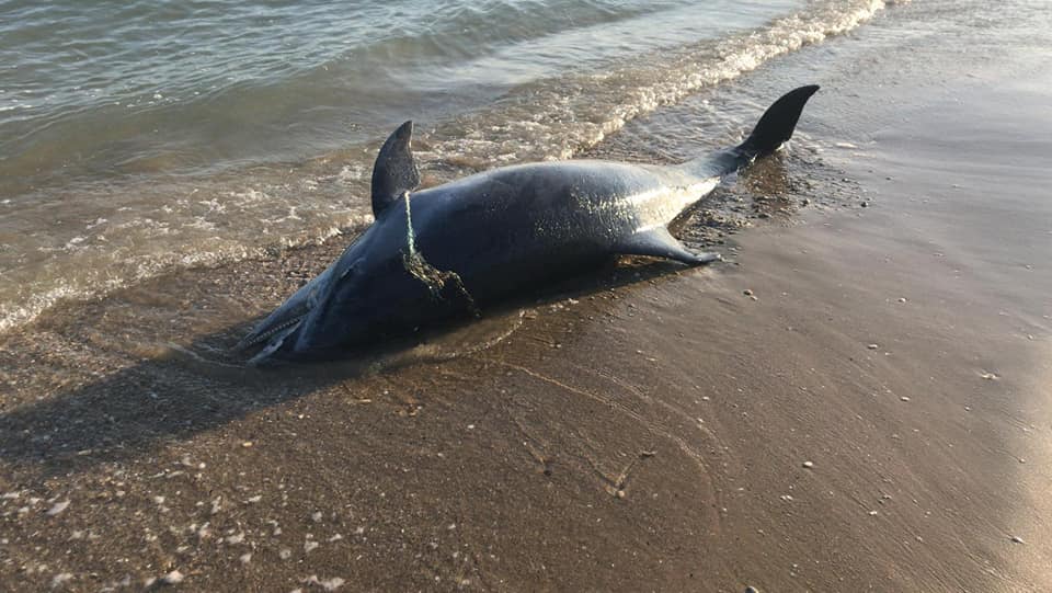 DELFINO TROVATO MORTO A FRANCAVILLA: “UCCISO DA RETI DA PESCA”