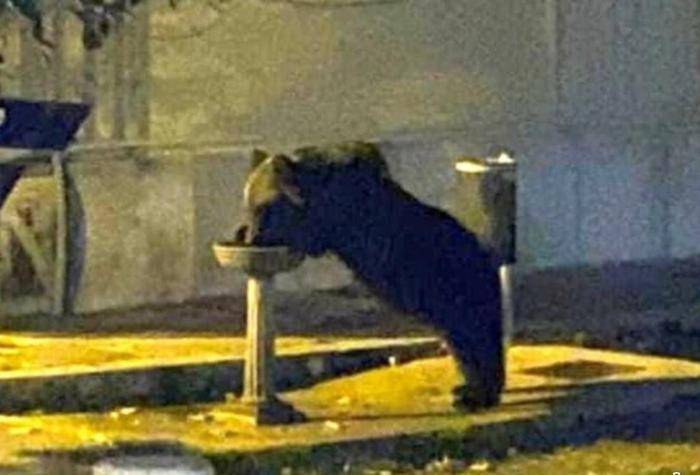 MORTE JUAN CARRITO: FIACCOLATA A BISEGNA, “PAESE DELL’ORSO”