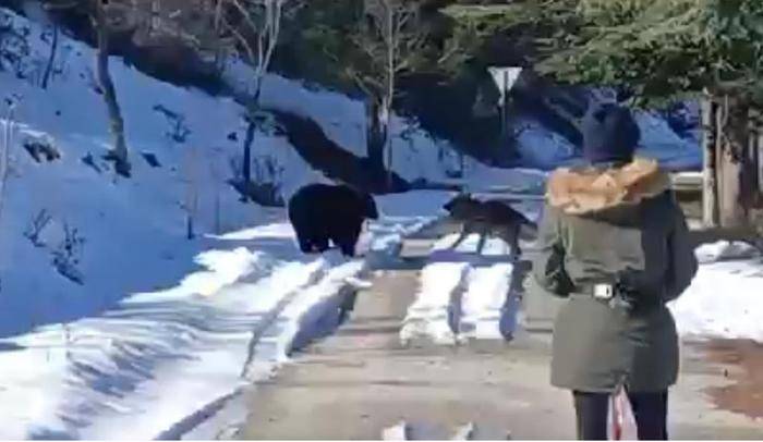 ORSO GIOCA CON UN CANE A VILLALAGO: IL VIDEO DIVENTA VIRALE SUI SOCIAL