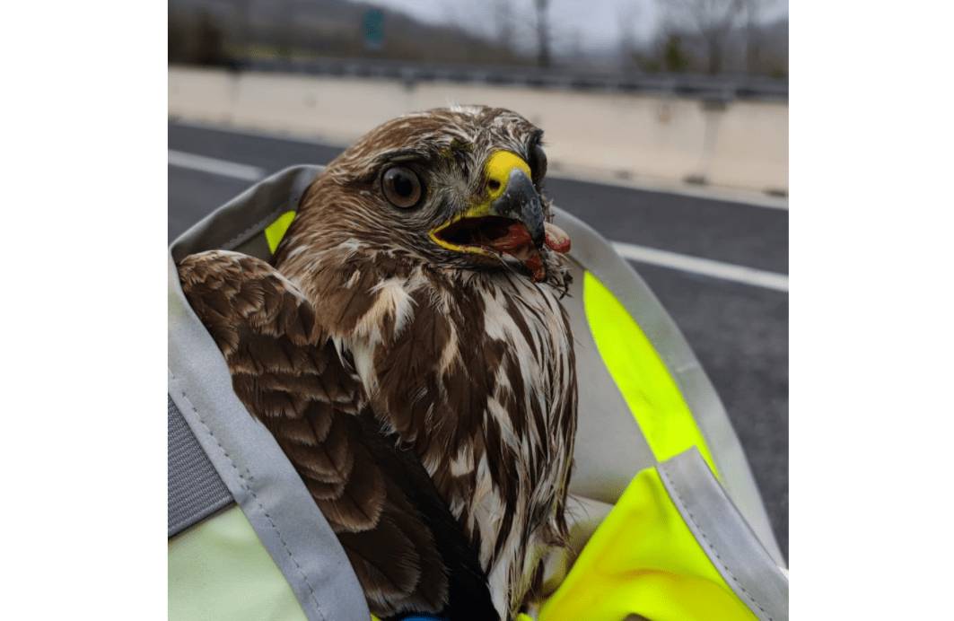 A24: POIANA SOCCORSA SULLA CORSIA DI SORPASSO