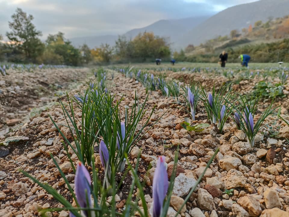 CONFAGRICOLTURA : CAMERA COMMERCIO GRAN SASSO SNOBBA ZAFFERANO E PASTORIZIA
