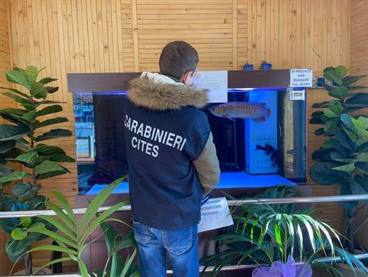 PESCE DRAGONE DA 300MILA EURO IN ACQUARIO, DENUNCIATO DAI CARABINIERI A SCURCOLA MARSICANA