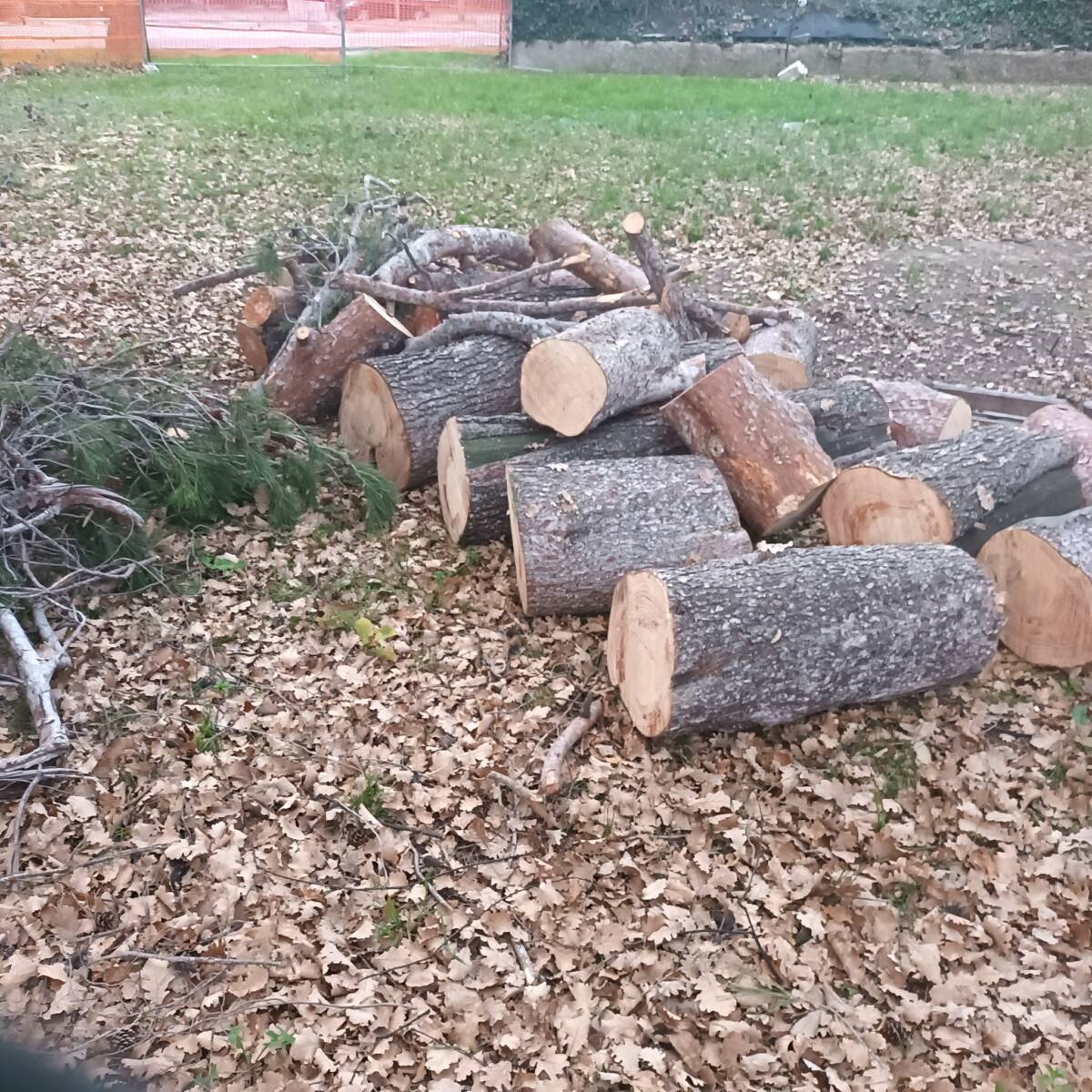 “RISERVA SEMPRE PIÙ DEGRADATA”, LA DENUNCIA DEL COORDINAMENO “SALVIAMO GLI ALBERI DI PESCARA”
