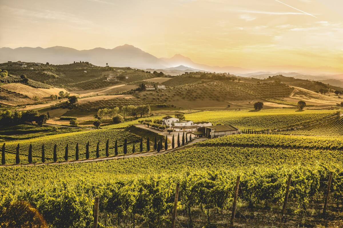 VINO: COLDIRETTI, “NON E’ VELENO, DEMONIZZARLO VUOL DIRE OFFENDERE L’ABRUZZO”