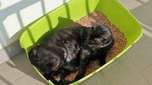 MARTINSICURO: COCAINA NELLA LETTIERA DEL GATTO, ARRESTATO PUSHER 50ENNE