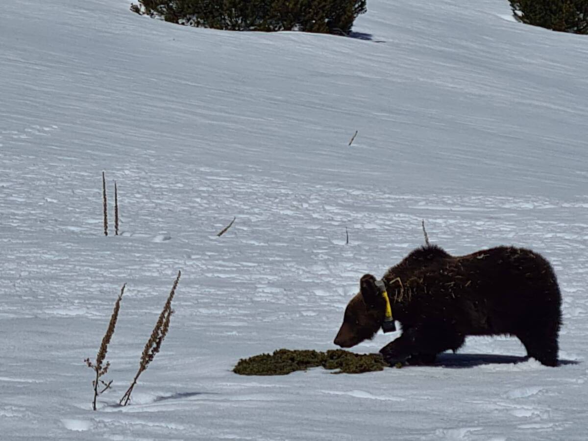 PARCO ABRUZZO: L’ORSO JUAN CARRITO TORNA LIBERO, TRASPORTATO SULLA MAJELLA