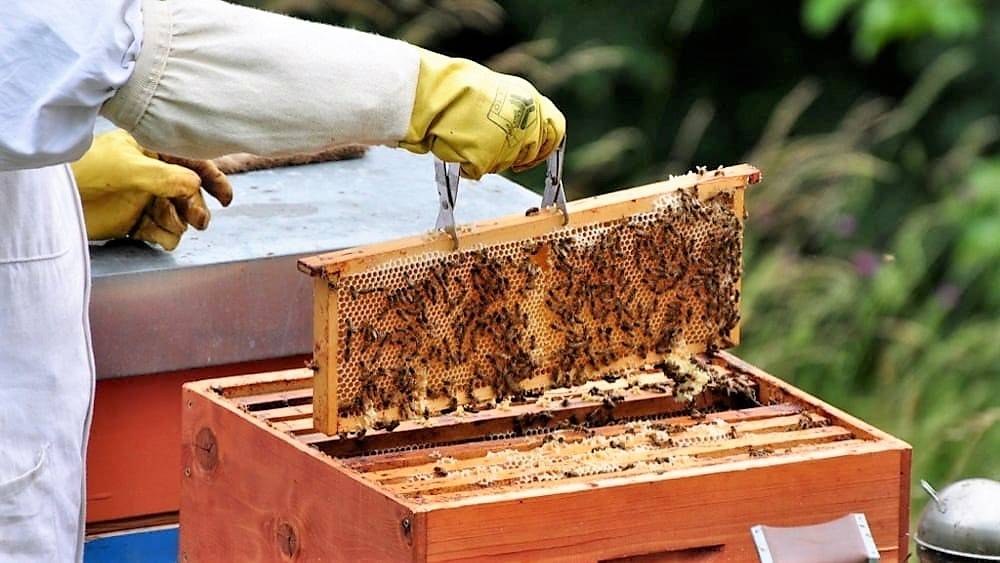 “CLIMA PAZZO E API STREMATE”, CROLLA RACCOLTA MIELE: IN ABRUZZO -50 PER CENTO, MAPPA COLDIRETTI