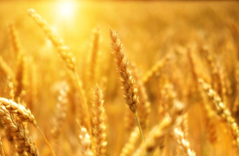 PASTA: RADDOPPIA 100% GRANO ITALIANO MA FILIERA IN CRISI PER CROLLO PREZZI E SPECULATORI
