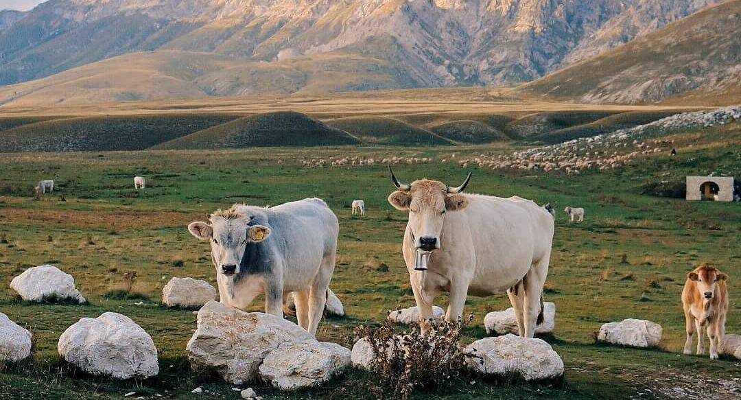 COMUNE L’AQUILA: TARANTA, “PUBBLICATO L’AVVISO 2023 CONCESSIONI PASCOLI”