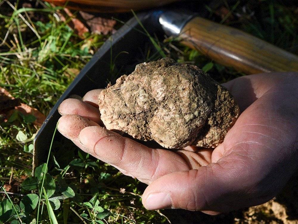 PARCO GRAN SASSO, TUTELA TARTUFO: MULTE PER 4MILA EURO