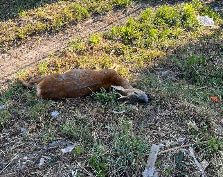 TERAMO: CARCASSA CAPRIOLO RINVENUTA NEL NUCLEO INDUSTRIALE DI SANT’ATTO