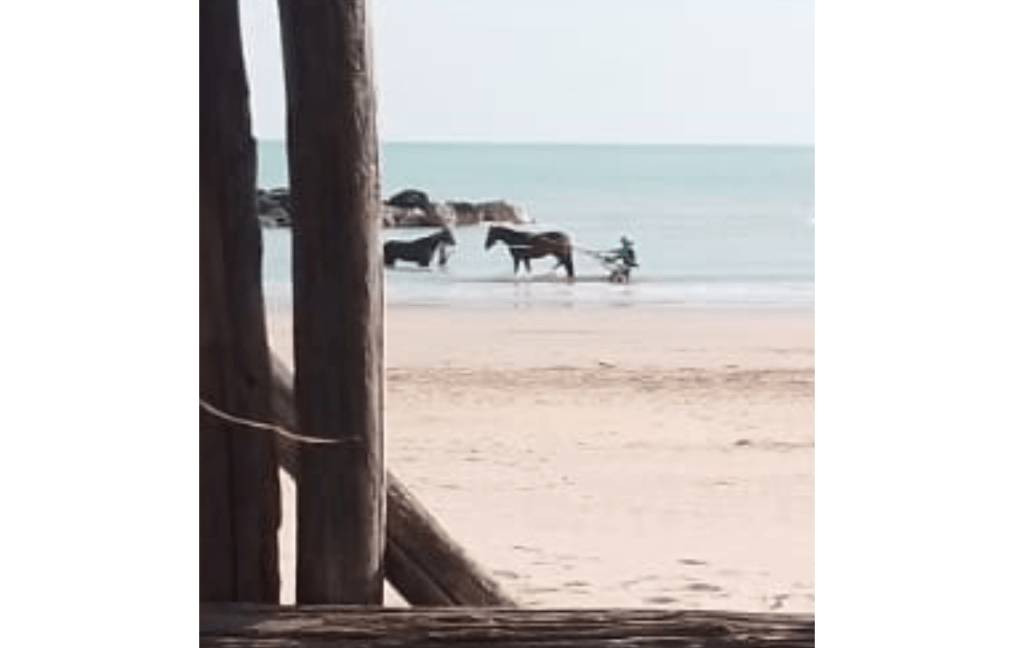 CAVALLI IN SPIAGGIA A PESCARA, FOSCHI (LEGA): “MULTE SALATE, ORA REGOLAMENTO AD HOC CON REGISTRO”