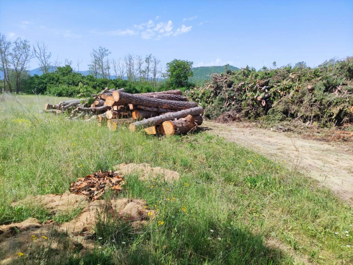 L’AQUILA: DE SANTIS, “TAGLIO ALBERI SAN VITTORINO, PRIMA BATTAGLIA VINTA”