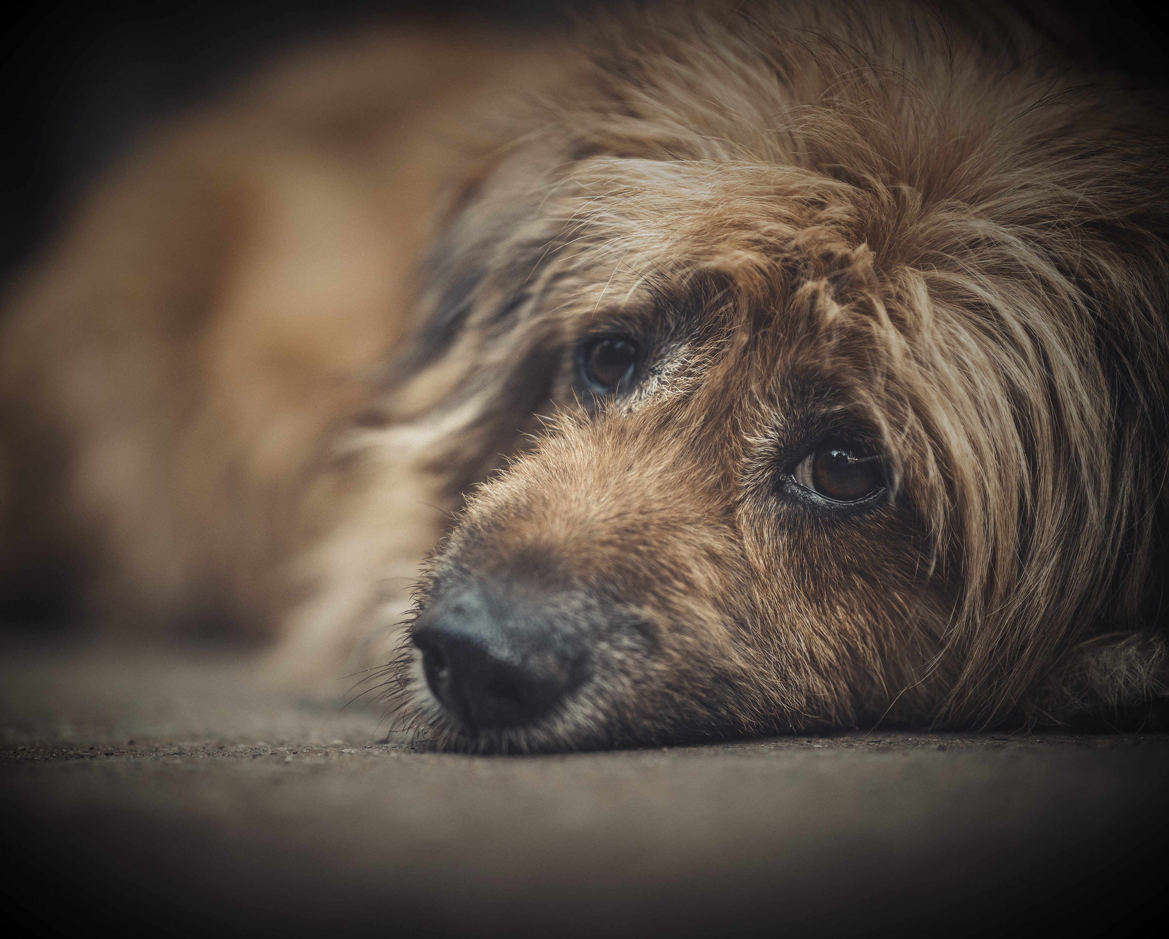 ALBA ADRIATICA, UCCIDE IL CANE A BASTONATE E MARTELLATE: SCATTA DENUNCIA LNDC