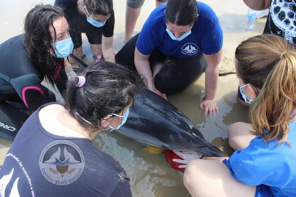 AMP TORRE CERRANO: MORTO IL DELFINO SOCCORSO IERI SULLA SPIAGGIA