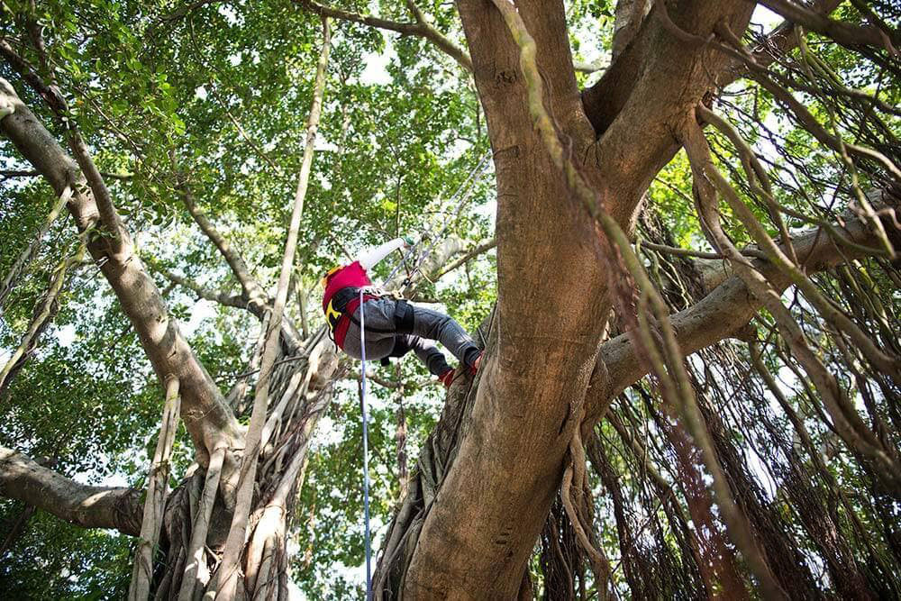 L’AQUILA, TREE CLIMBING SPORTIVO ARBORIA RIMANDATO AL 5 GIUGNO CAUSA PIOGGIA