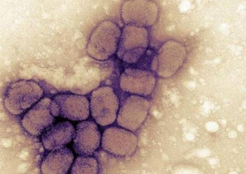 VAIOLO SCIMMIE, OMS: EMERGENZA SANITARIA GLOBALE