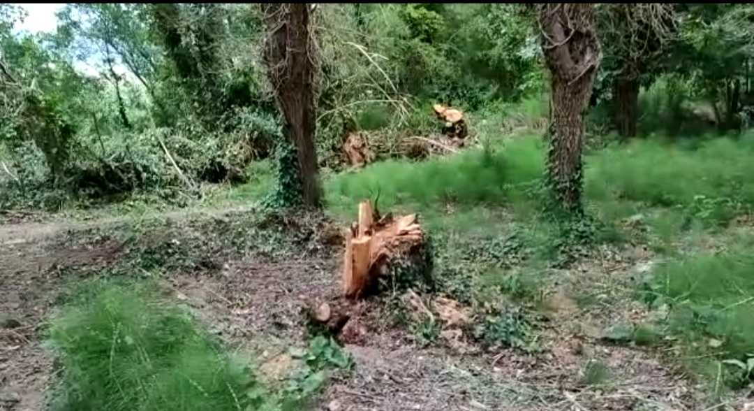 SORGENTI PESCARA: AMBIENTALISTI, “TAGLI INDISCRIMINATI ALBERI”, COMUNE, “C’ERA RISCHIO CADUTA”