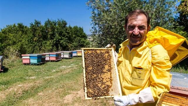 CALDO E CARO PREZZI, API IN CRISI E FIORITURE LAMPO: “IN ABRUZZO -50 PER CENTO PRODUZIONE MIELE”