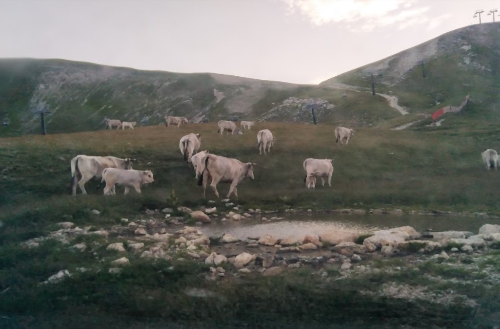 CAMPO IMPERATORE: SOCIETA’ PUGLIESE REPLICA AD ASBUC, “ABBIAMO AUTORIZZAZIONE PER IL PASCOLO”