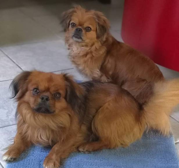 L’AQUILA, SMARRITI FRIZ E BELLA. APPELLO DEI PROPRIETARI: “SE QUALCUNO LI HA VISTI CI CONTATTI”