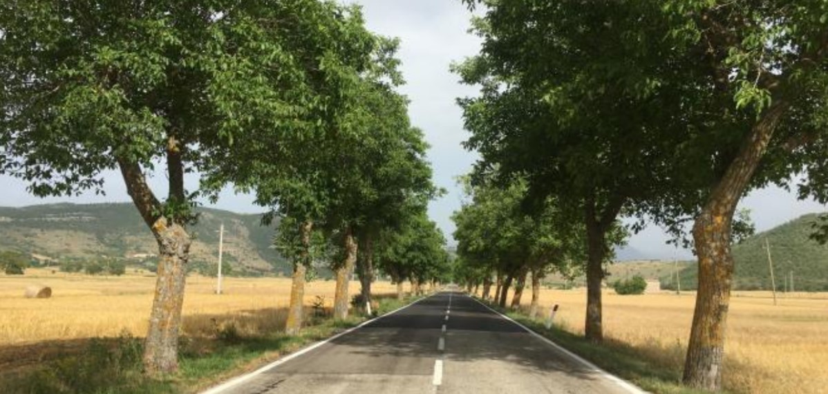 REGIONALE 17, TAGLIO 200 ALBERI: SINDACO NAVELLI, “A RISCHIO VALORE PAESAGGISTICO E IDENTITARIO”