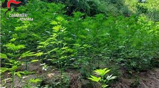 PESCARA: SEQUESTRI EROINA E COCAINA E DUE DENUNCIATI, TROVATA PIANTAGIONE DI MARIJUANA