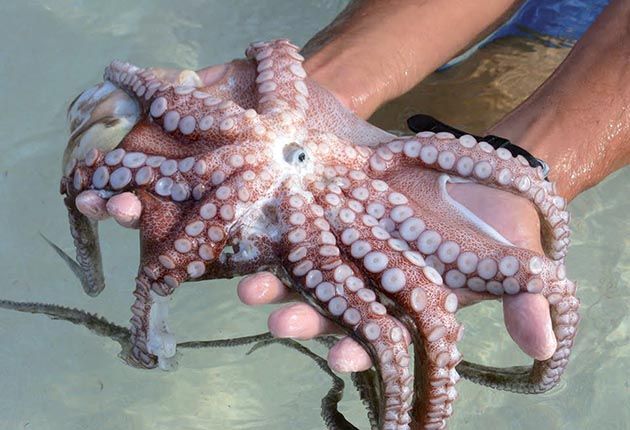 SAN VITO MARINA: ANCORA PESCATORI DI FRODO DAL NAPOLETANO, DUE DENUNCE