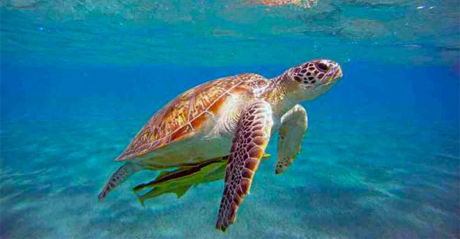 AMP TORRE DEL CERRANO: IL 9 AGOSTO RILASCIO TARTARUGHE IN MARE
