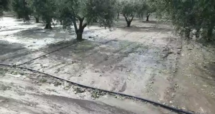 MALTEMPO, “SOS TEMPORALI SU TERRENI SECCHI”. COLDIRETTI: “AGRICOLTURA PAGA CONTO EVENTI ESTREMI”