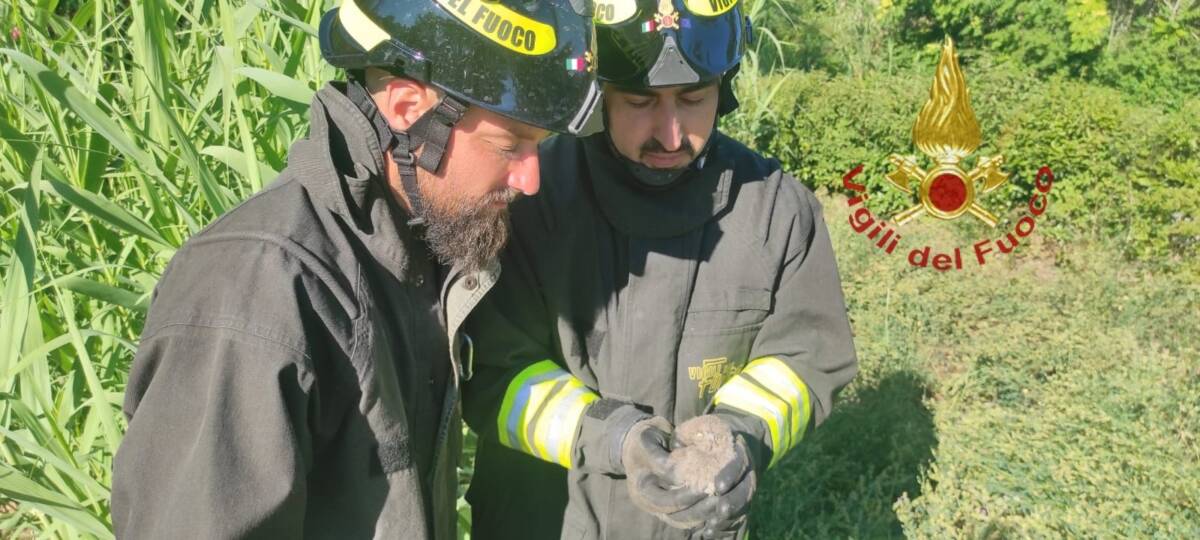 ROGO DI STERPAGLIE NEL PESCARESE, RECUPERATO RAPACE FERITO