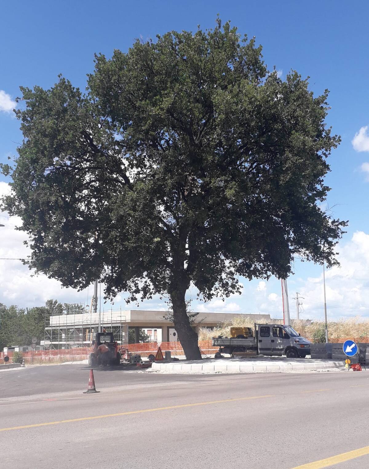 MOSCUFO: CITTADINI IN RIVOLTA CONTRO IL TAGLIO DELLA STORICA ROVERELLA DELLA STATALE 151