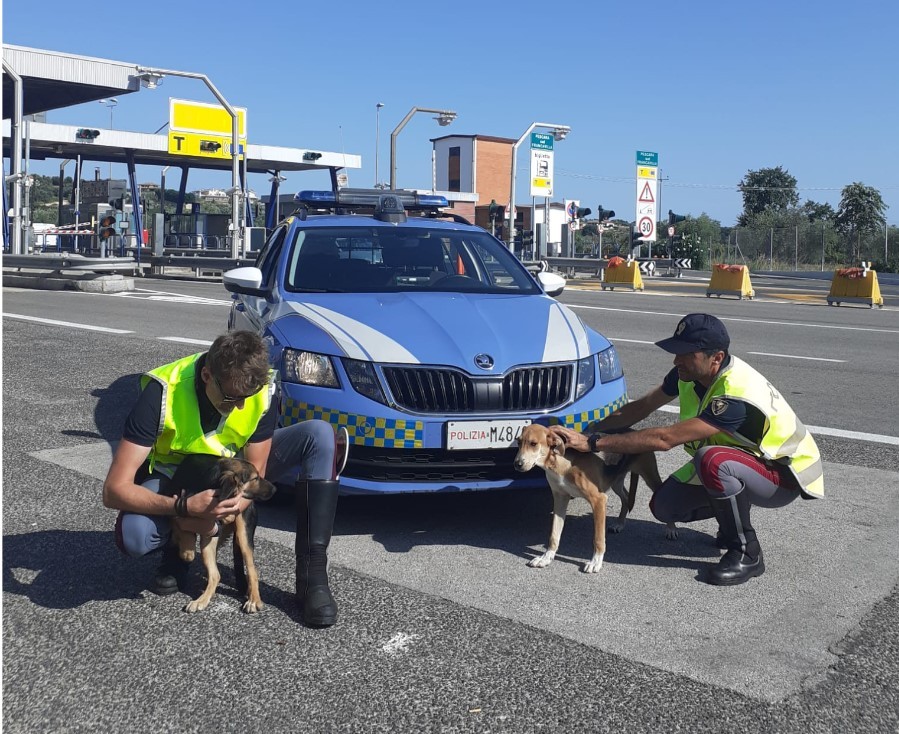 A14: LA POLIZIA SALVA DUE CANI NEI PRESSI DELL’AREA DI SERVIZIO “ALENTO EST”